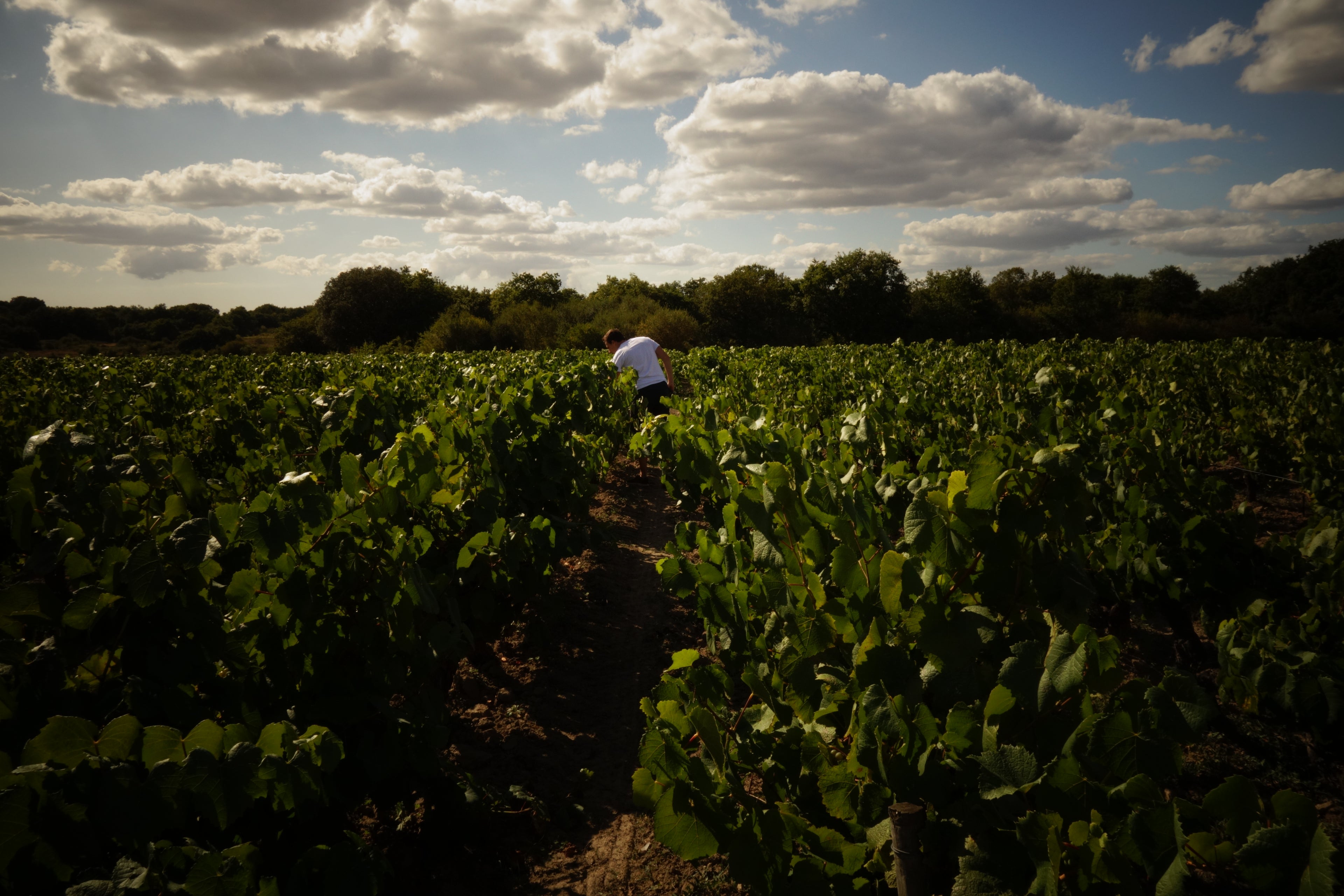 Vineyard Loire Valley